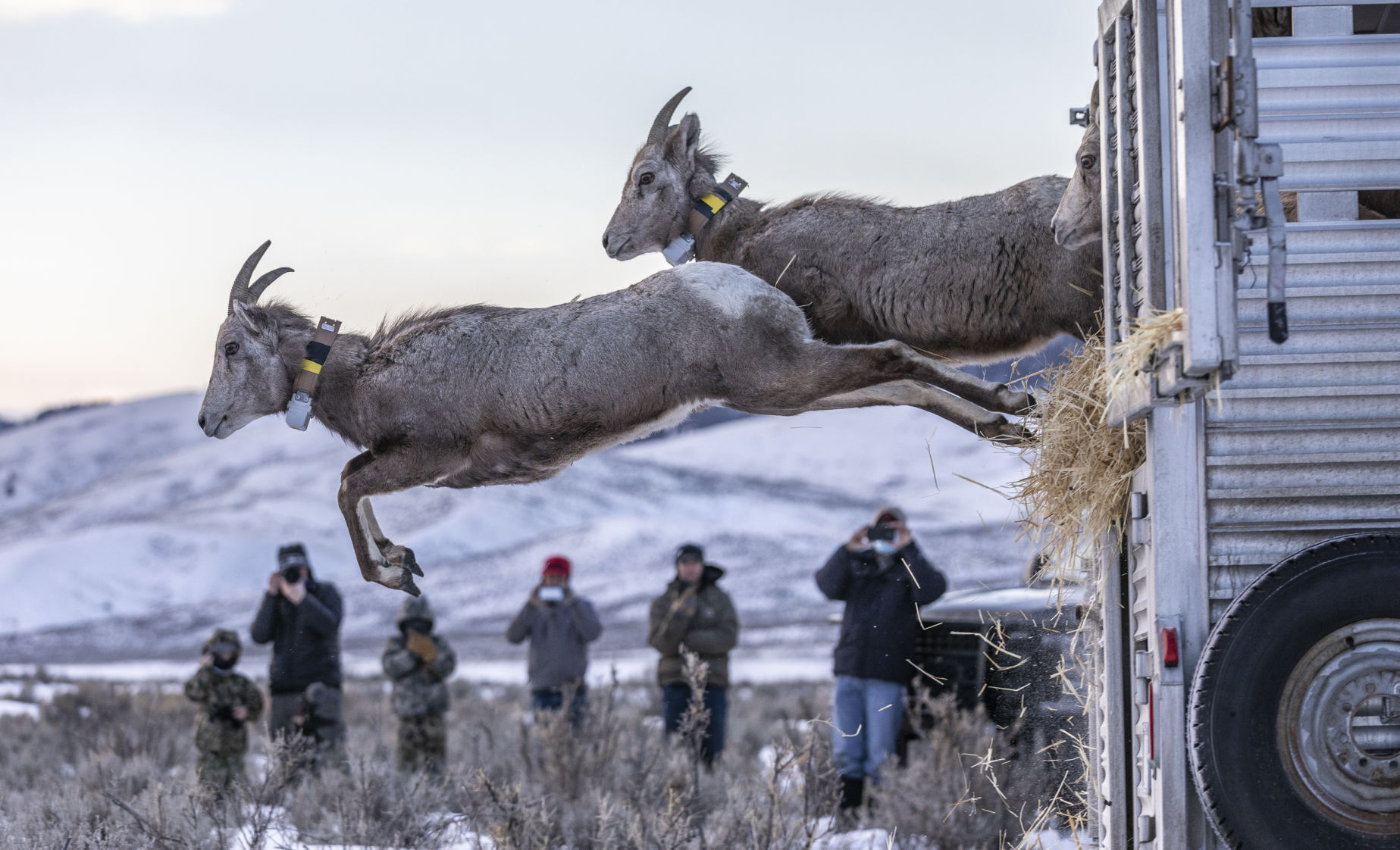 Bighorn release